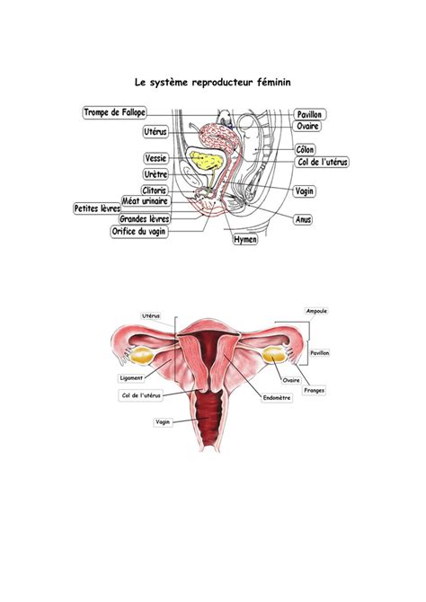 Lappareil génital féminin